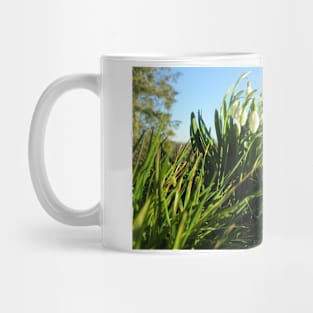 Sun Shines on Fully Bloomed Snowdrops Mug